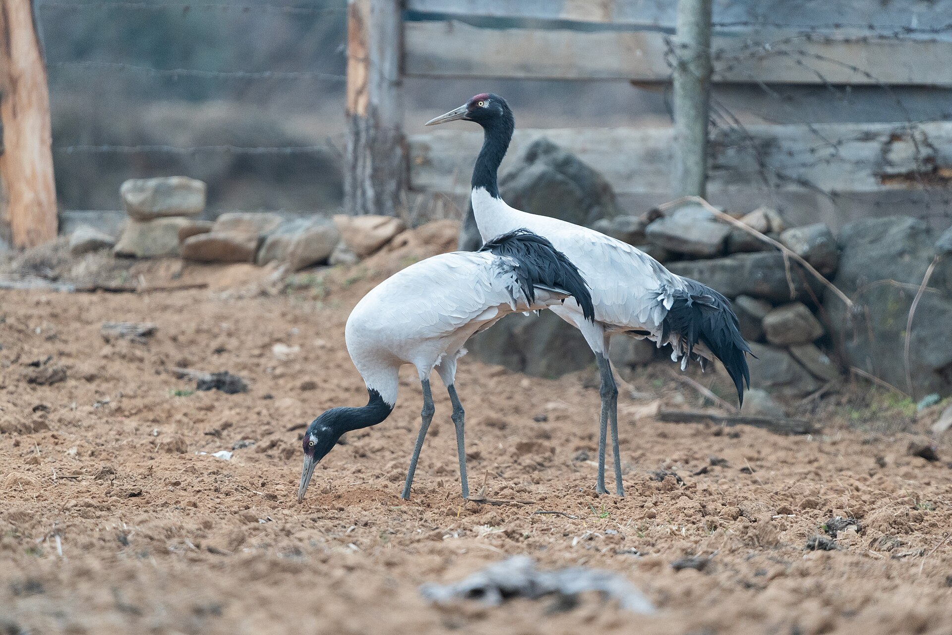 Black-necked cranes in Bhutan