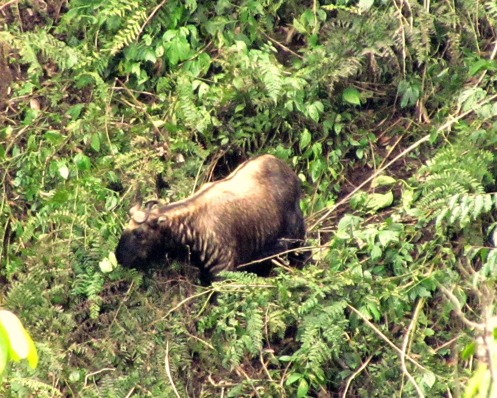 Bhutan takin browsing in Jigme Dorji National Park